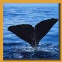 a-whale